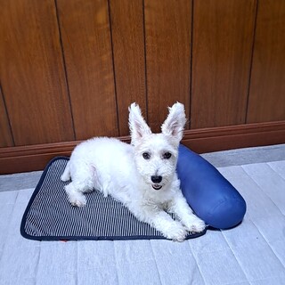 14歳のメスのジャックラッセルテリアです