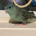 青色のサザナミインコちゃんの里親募集