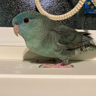 青色のサザナミインコちゃんの里親募集