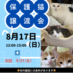 ねこのWa猫譲渡会〜静岡市葵区