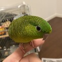 緑色のサザナミインコちゃんの里親募集