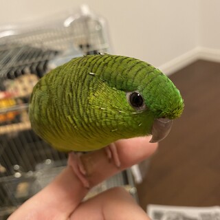 緑色のサザナミインコちゃ」新潟県 - 鳥の里親募集(522292