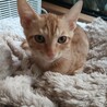 明るい性格のスレンダー 茶トラ 坊や3ヶ月 サムネイル7