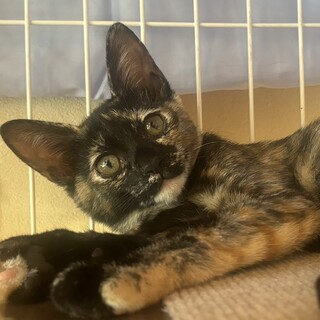 里親決定★サビ仔猫メルちゃん3ヶ月半