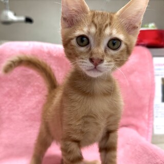 里親決定★母乳で育った茶トラくん