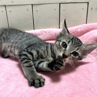 里親決定。ジャンピー君2ヶ月