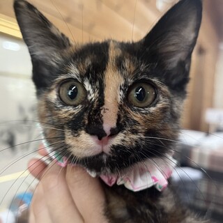 里親決定★サビ子猫キラちゃん