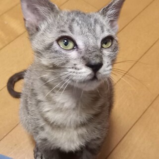 里親決定★サバトラ猫ドタバタ君