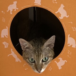 慣れなれにゃんこ♪ミチルちゃん