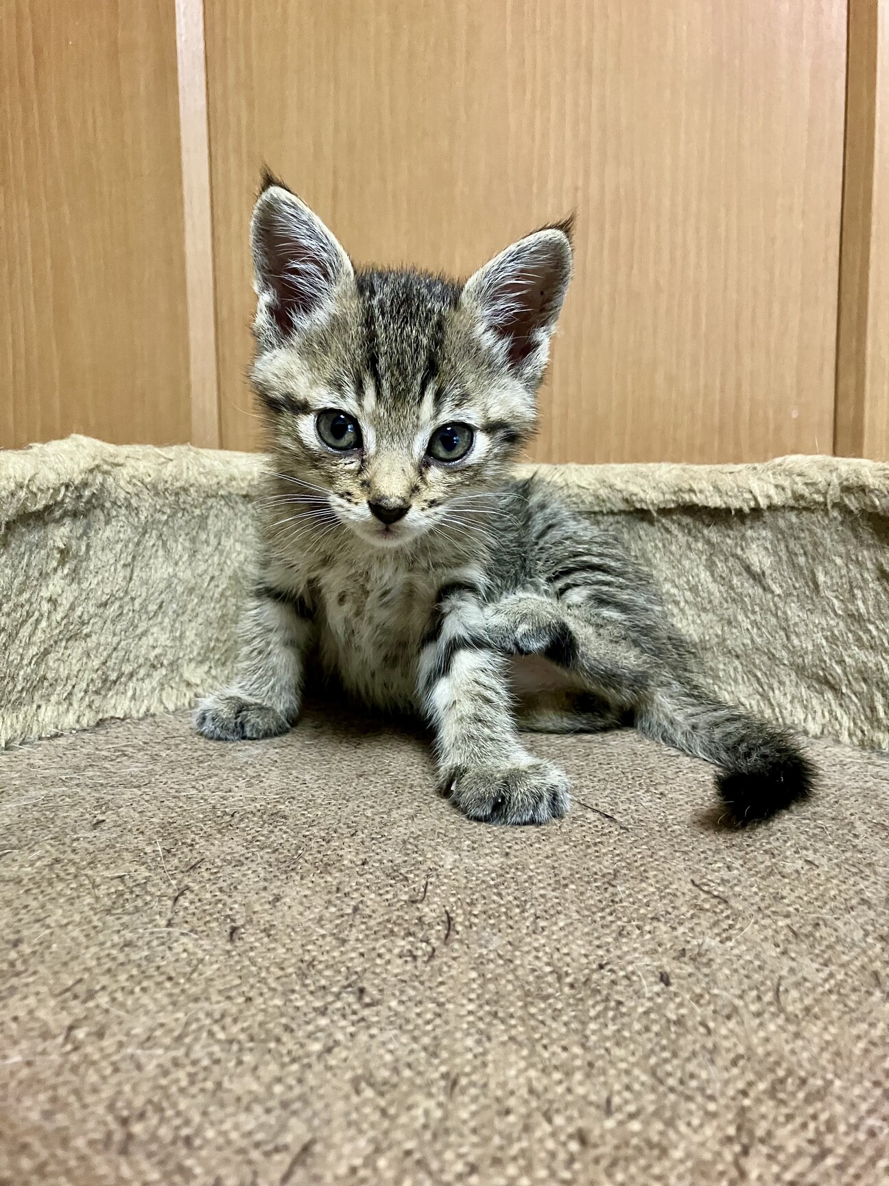 キジちゃん 26点 おまとめ 11日更新 小さな可愛らしい キジ虎ちゃん」山口県 - 猫の里親募集(522308