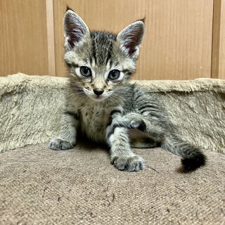 小さな可愛らしい　キジ虎ちゃん