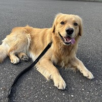ハリー