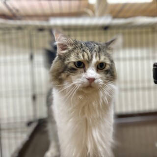 ノルウェージャンの男の子！