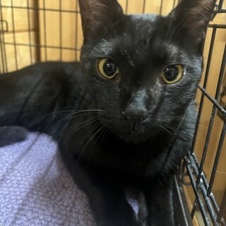 超甘えん坊の黒猫サク太くん1歳去勢済