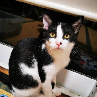 里親決定★ハチィ君5か月