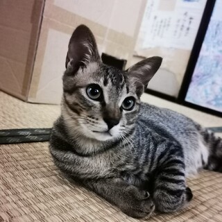 譲渡会参加予定★甘えん坊マロ君5か月