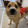 小さな垂れ耳が可愛い【クレハ】ちゃん サムネイル3