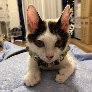 8/9ちびずお見合い会参加猫慣れ慣れこねこマーチ♂
