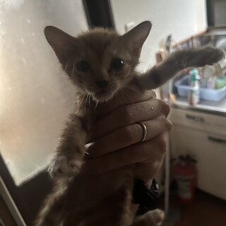 多頭飼育崩壊の猫！【子猫1匹】