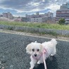 ぷりん