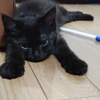 可愛い長毛黒猫