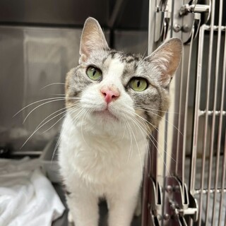 なでなで大好きゲンタくん！