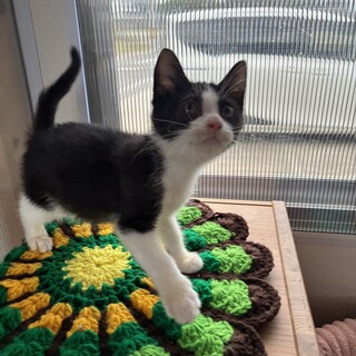 ハチワレふくくん　2ヶ月の男の子