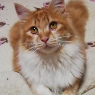 熊本　メインクーン風　長毛猫ちゃん