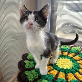 ハチワレぷくくん　2ヶ月の男の子