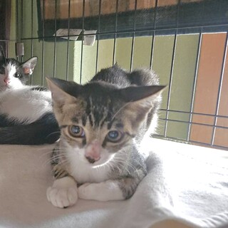 ハナビ：兄妹猫と仲良し！