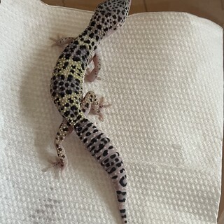 ヒョウモントカゲモドキ2匹