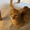 ちゃたろう
