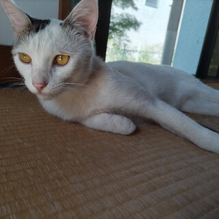 超甘えん坊 ほぼ白猫。6ヶ月 男の子。The日本猫