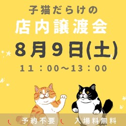 子猫だらけの⭐️店内譲渡会
