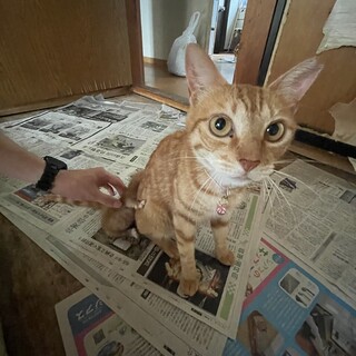 多頭飼育崩壊から猫の飼い主募集