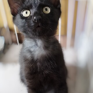 とってもお利口さん♡幸運の黒猫の男の子⭐︎