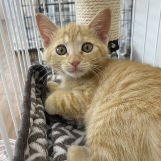 元気いっぱい活発なきなこくん