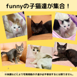 子猫と犬の店内譲渡会 サムネイル2