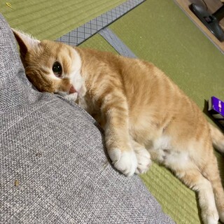 【大阪北摂多頭飼育崩壊レスキュー猫】茶白♀・七子