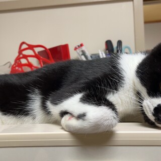 猫ちゃんの里親さん募集中です！