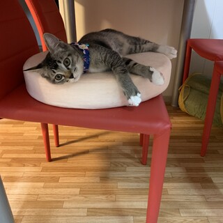 猫ちゃんの里親さん募集しています！！！！