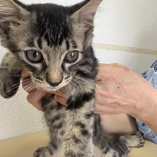 猫も人も大好き♡キジ兄弟　トイ君