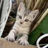 ひめまるひな
