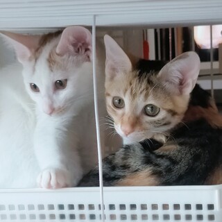 ❤️内弁慶なお転婆・仲良し姉妹譲渡希望