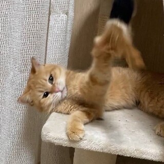 【大阪北摂多頭飼育崩壊レスキュー猫】茶トラ♀・九子