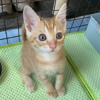 【元気いっぱい‼️】ずっとのおうちを探しています！