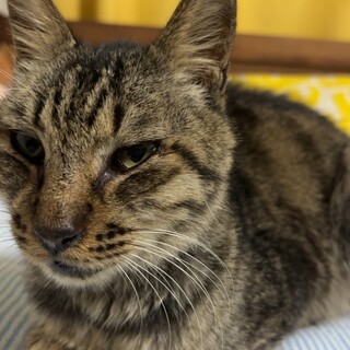 黒めのキジトラ