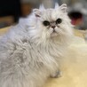 ミントだいすき