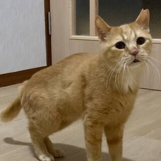 【大阪北摂多頭飼育崩壊レスキュー猫】茶トラ♀十四子