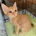 【食欲旺盛‼️】ずっとのおうちを探しています。
